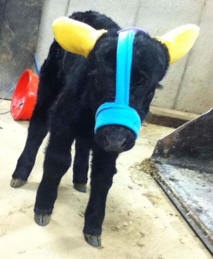 Turns Out, Farmers Are Protecting Their Calves From Frostbite With Earmuffs, And It’s Too Cute Turns Out, Farmers Are Protecting Their Calves From Frostbite With Earmuffs, And It’s Too Cute