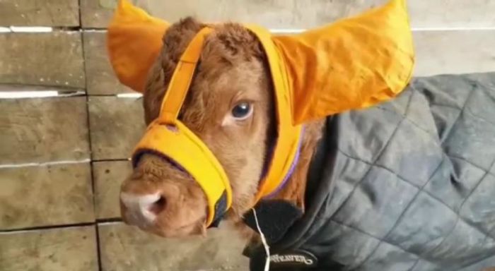Turns Out, Farmers Are Protecting Their Calves From Frostbite With Earmuffs, And It’s Too Cute Turns Out, Farmers Are Protecting Their Calves From Frostbite With Earmuffs, And It’s Too Cute