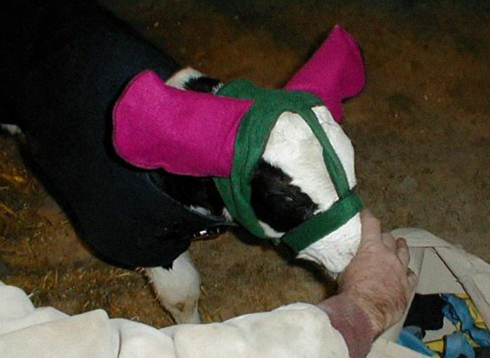 Turns Out, Farmers Are Protecting Their Calves From Frostbite With Earmuffs, And It’s Too Cute Turns Out, Farmers Are Protecting Their Calves From Frostbite With Earmuffs, And It’s Too Cute