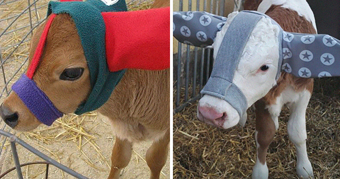 Resulta que los granjeros protegen a sus terneros con orejeras para que no se congelen, y es adorable