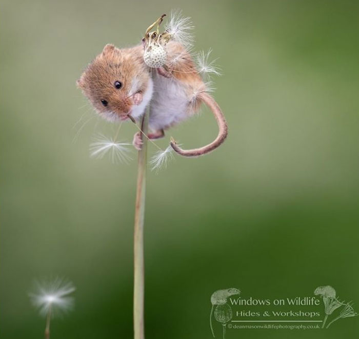 Cute-Harvest-Mouses-Dean-Mason-Photography