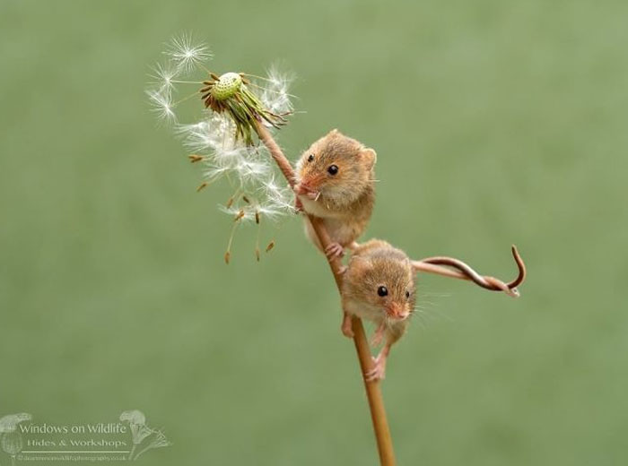 Cute-Harvest-Mouses-Dean-Mason-Photography