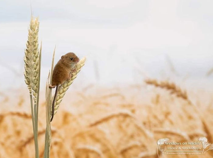 Cute-Harvest-Mouses-Dean-Mason-Photography