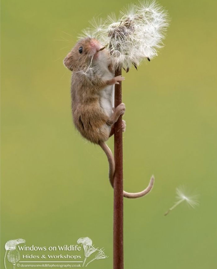 Cute-Harvest-Mouses-Dean-Mason-Photography