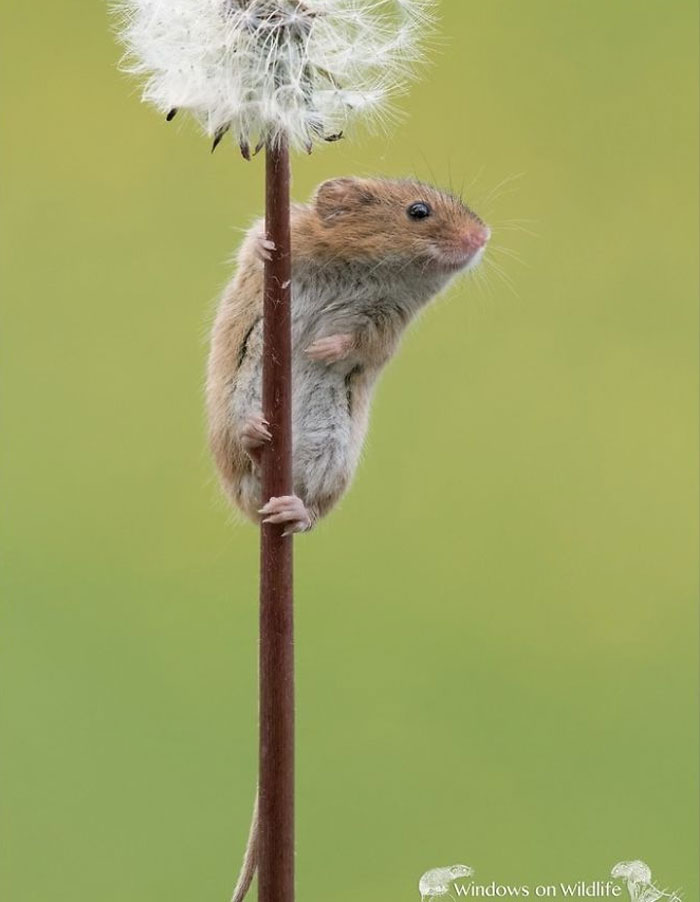 Cute-Harvest-Mouses-Dean-Mason-Photography