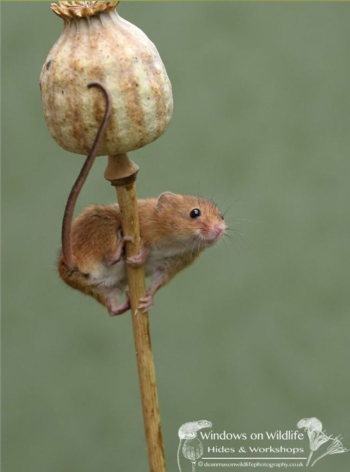 Cute-Harvest-Mouses-Dean-Mason-Photography