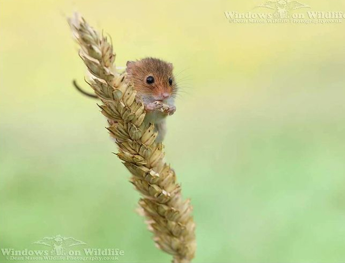 Cute-Harvest-Mouses-Dean-Mason-Photography