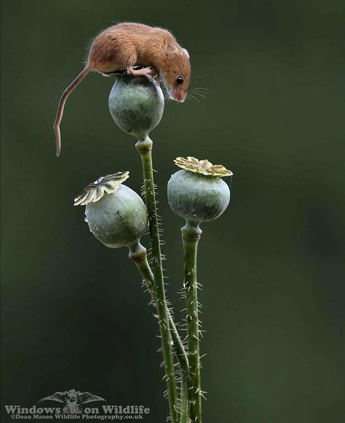 Cute-Harvest-Mouses-Dean-Mason-Photography