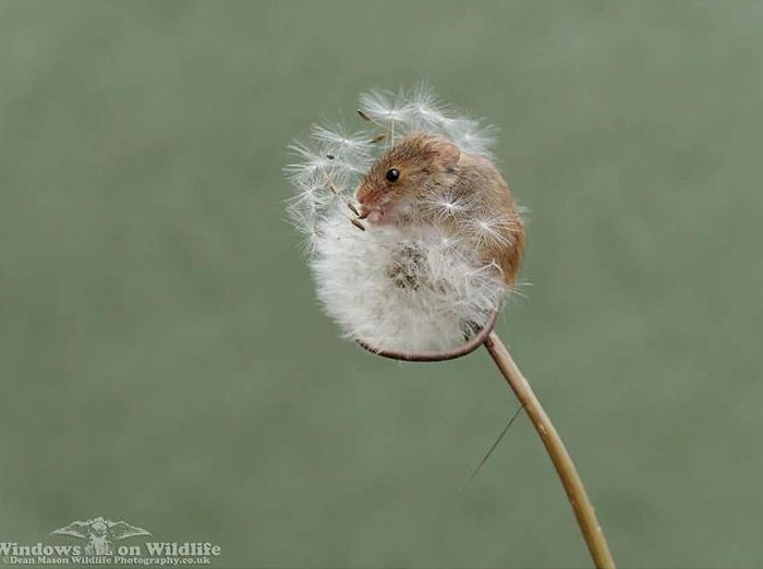 Cute-Harvest-Mouses-Dean-Mason-Photography