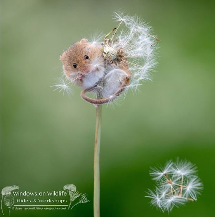 Cute-Harvest-Mouses-Dean-Mason-Photography