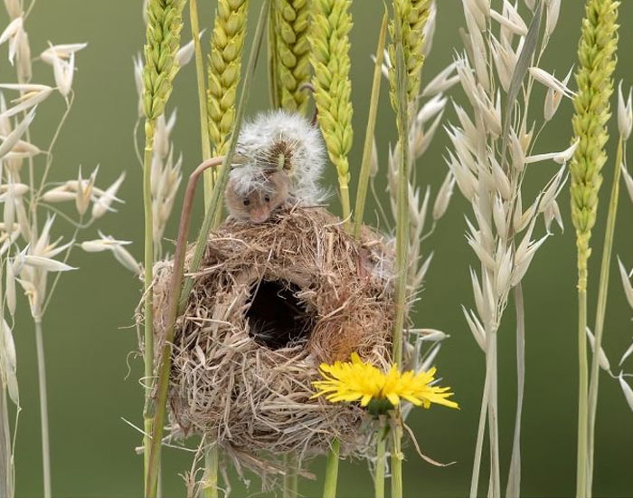 Cute-Harvest-Mouses-Dean-Mason-Photography