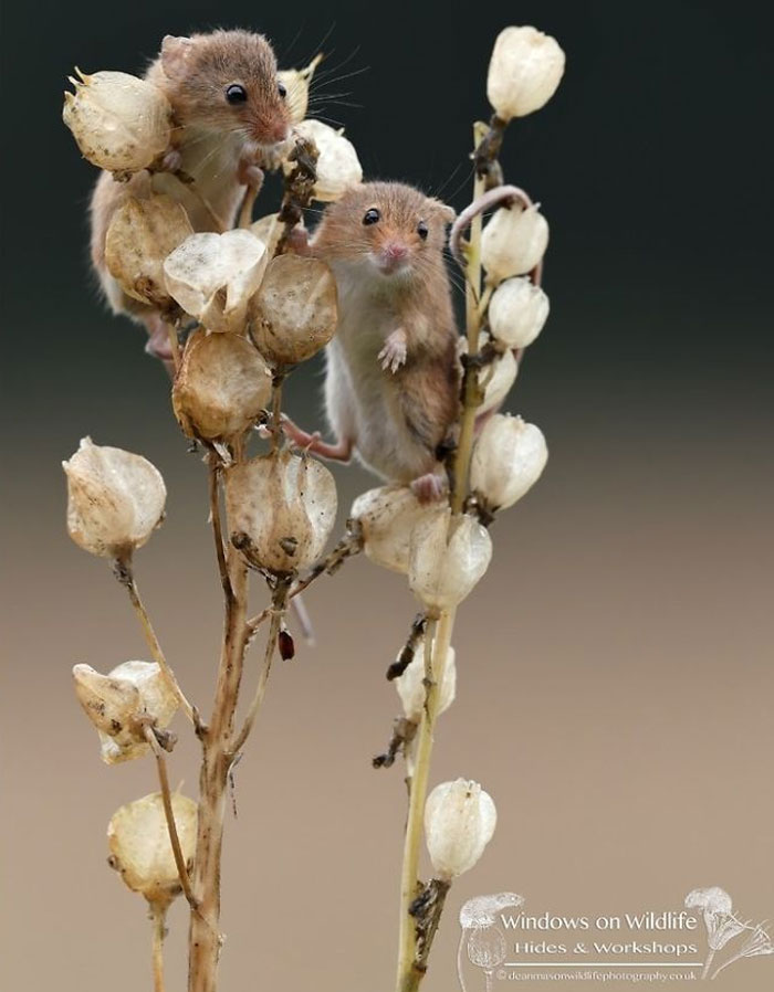 Cute-Harvest-Mouses-Dean-Mason-Photography