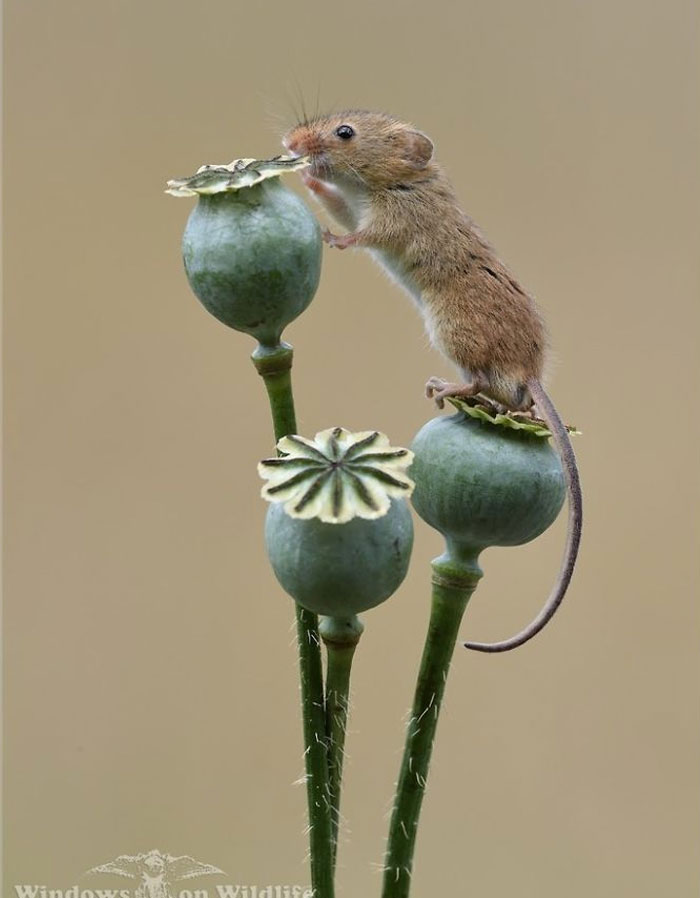 Cute-Harvest-Mouses-Dean-Mason-Photography