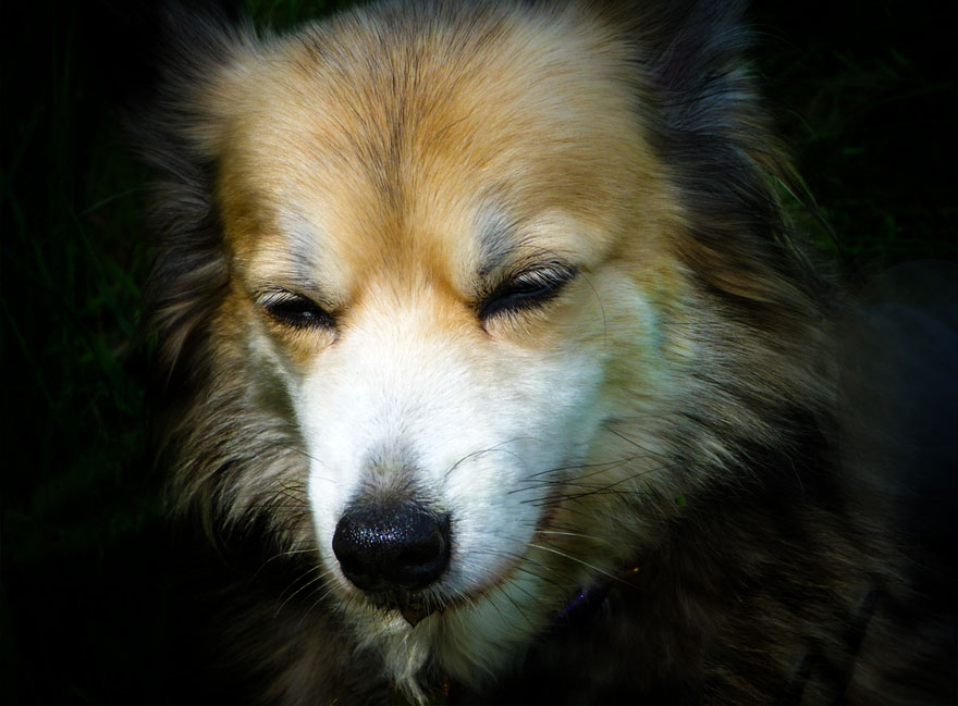 Young Pup Photographer 3rd Place Winner, ‘Mega Lilly’ By Eve Garner, UK