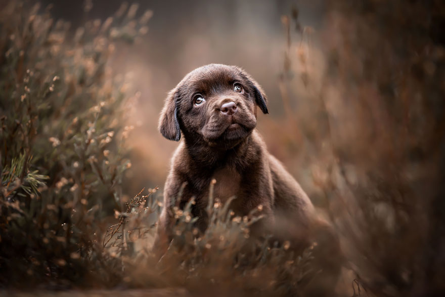 Puppy’s Category 3rd Place Winner. ‘Dark Dawn With Noah’ By Lotte Van Alderen, Netherlands