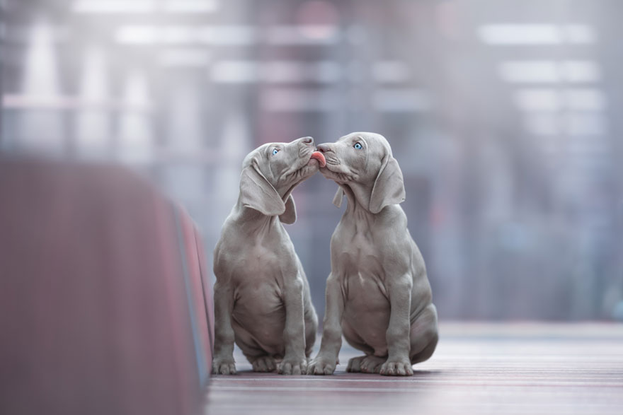 Puppies Category 1st Place Winner, ‘The Little Twins’ By Monica Van Der Maden, Netherlands