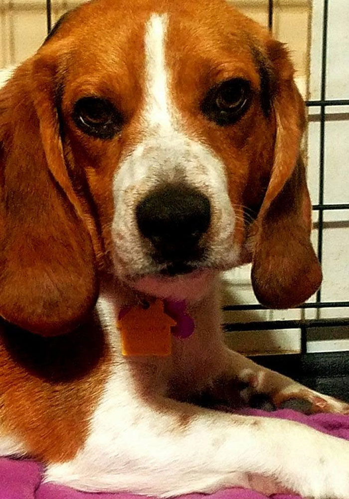 Man Rescues A Beagle From Being Euthanized In A Shelter, The Dog Can't Contain His Gratitude, Hugs His Rescuer Man Rescues A Beagle From Being Euthanized In A Shelter, The Dog Can't Contain His Gratitude, Hugs His Rescuer