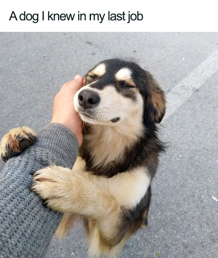 Wholesome-Dog-Posts