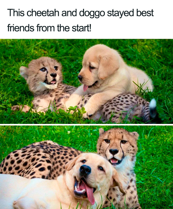 Wholesome-Dog-Posts