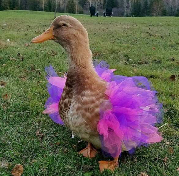 duck-in-tutu-2-5d3cd1c099214.png