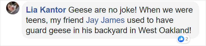 Angry Ducks Interrupt Golf Game By Chasing Alligator Down The Course Angry Ducks Interrupt Golf Game By Chasing Alligator Down The Course