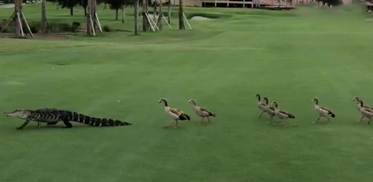 Unos gansos cabreados irrumpen en un campo de golf persiguiendo a un aligator
