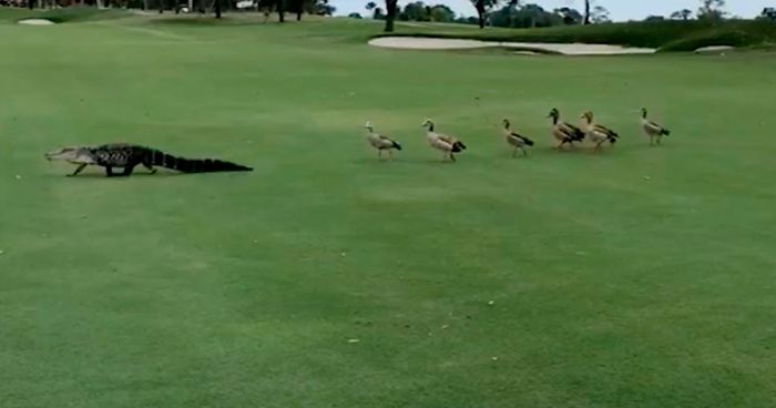 Angry Ducks Interrupt Golf Game By Chasing Alligator Down The Course