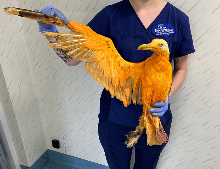 People Rescue 'Exotic' Bird That Couldn't Fly, Turns Out It's A Seagull Covered In Curry People Rescue 'Exotic' Bird That Couldn't Fly, Turns Out It's A Seagull Covered In Curry