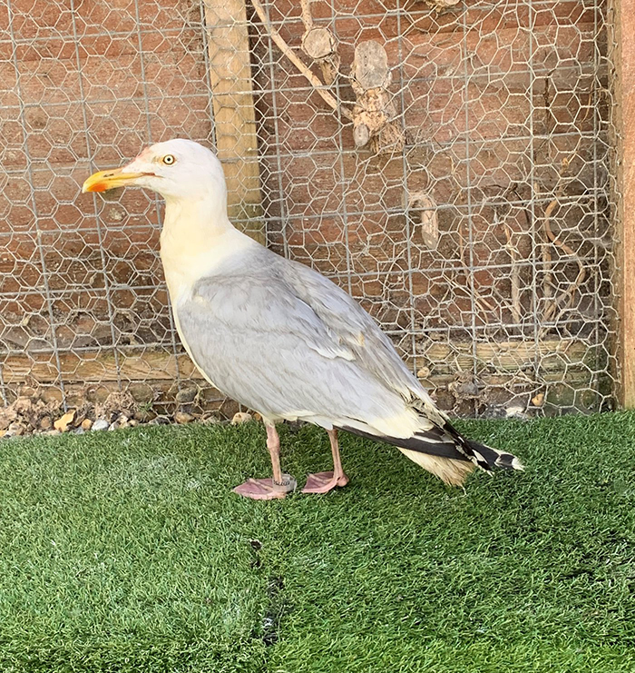 People Rescue 'Exotic' Bird That Couldn't Fly, Turns Out It's A Seagull Covered In Curry People Rescue 'Exotic' Bird That Couldn't Fly, Turns Out It's A Seagull Covered In Curry