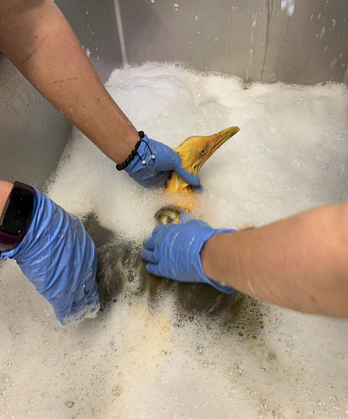 People Rescue 'Exotic' Bird That Couldn't Fly, Turns Out It's A Seagull Covered In Curry People Rescue 'Exotic' Bird That Couldn't Fly, Turns Out It's A Seagull Covered In Curry