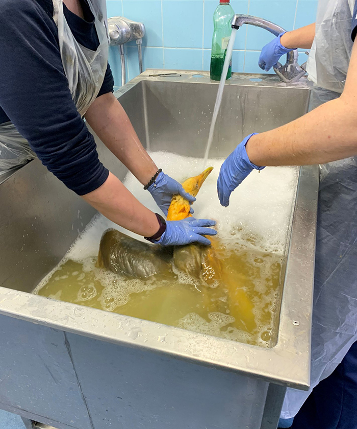 People Rescue 'Exotic' Bird That Couldn't Fly, Turns Out It's A Seagull Covered In Curry People Rescue 'Exotic' Bird That Couldn't Fly, Turns Out It's A Seagull Covered In Curry