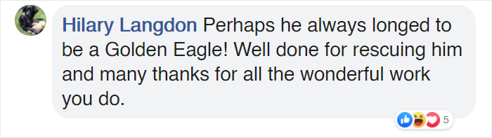 People Rescue 'Exotic' Bird That Couldn't Fly, Turns Out It's A Seagull Covered In Curry