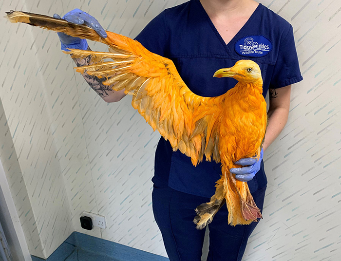 Rescatan a un ave «exótica» que no podía volar, resultó ser una gaviota cubierta de curry