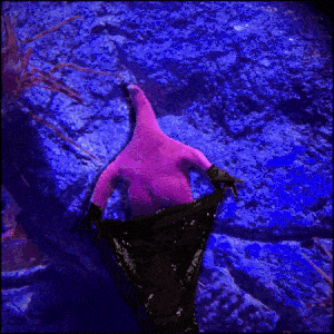 Patrick-Starfish-Photoshop-Battle