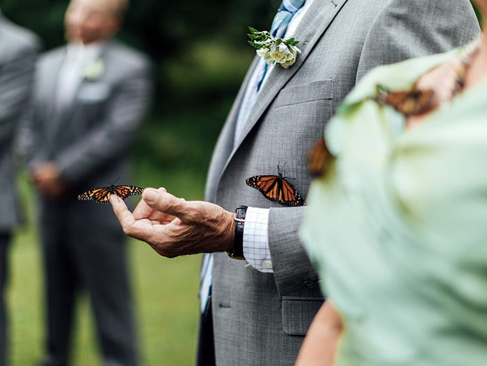 Groom's family releases butterflies at wedding, one monarch butterfly lands gently on father's hand outdoors. Groom's family releases butterflies at wedding, one monarch butterfly lands gently on father's hand outdoors.