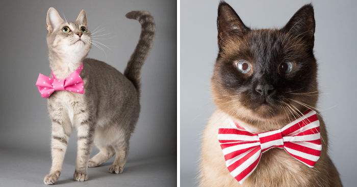 I Help Dapper Cats Find Love