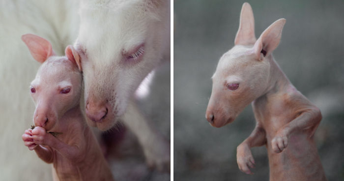 Here Is A Chance For Anyone Who Hasn’t Seen A Baby White Kangaroo