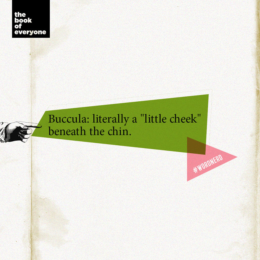 Buccula