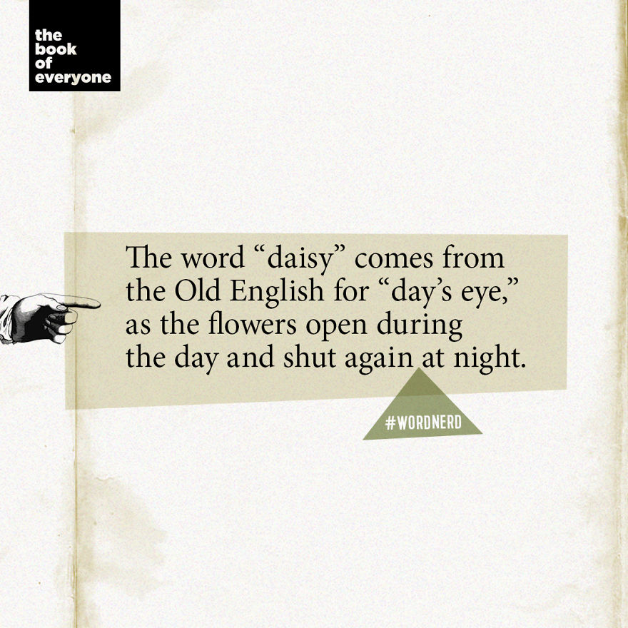 Daisy
