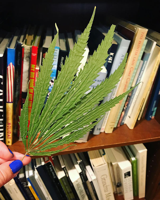 Unexpected Find Found In A Book