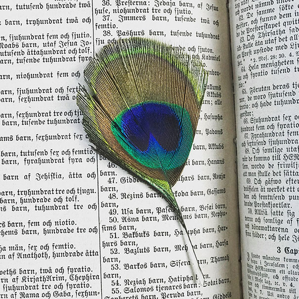 Found In An 1860's Bible