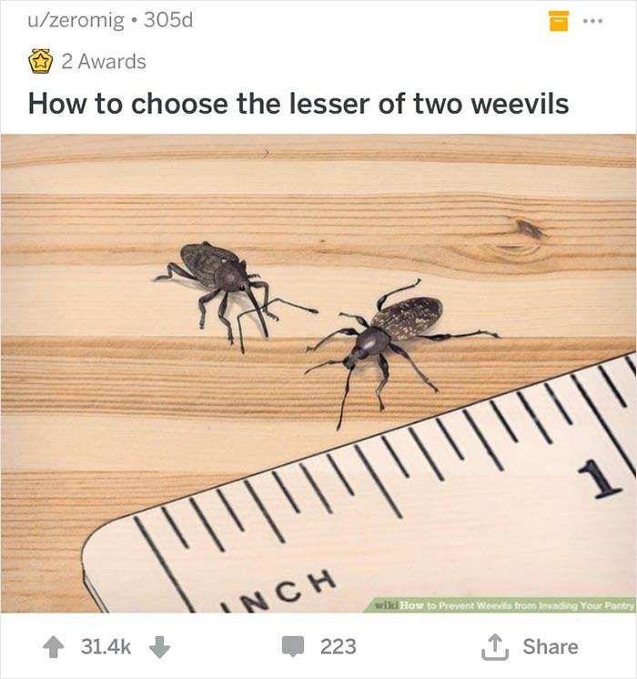 Two weevils next to a ruler on a wooden table, illustrating a humorous WikiHow caption.