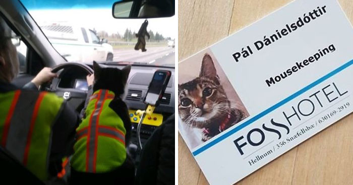 La gente comparte fotos de gatos trabajando (24 fotos)