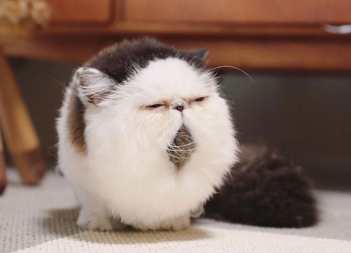 Meet Zuu – The Cat Who Embodies The Feeling When You Hear Your Alarm Clock Start Ringing