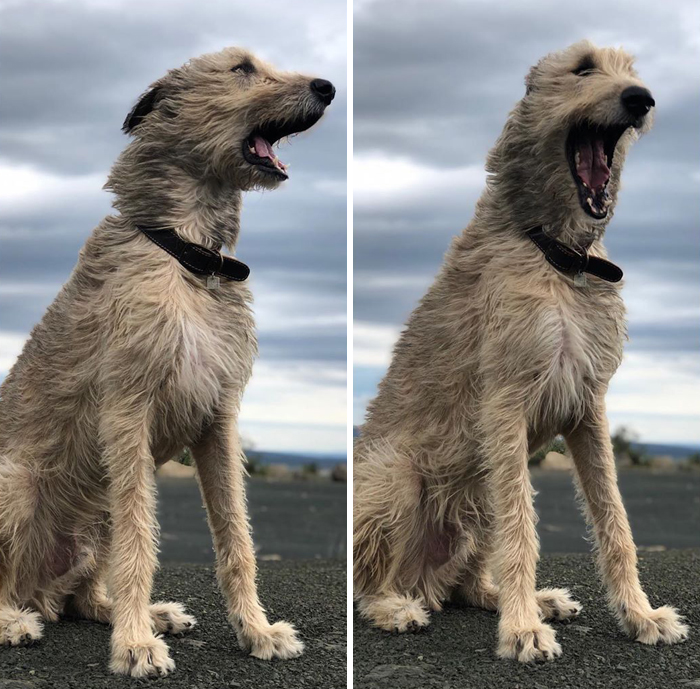 1. Your Face When You See Yourself In A New Collar 2. Your Face When You Realize You Get To Keep Said Collar