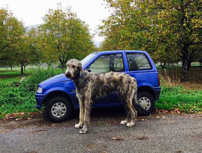 La gente publica divertidas fotos de sus loberos irlandeses y es increíble lo enormes que son (38 fotos nuevas)