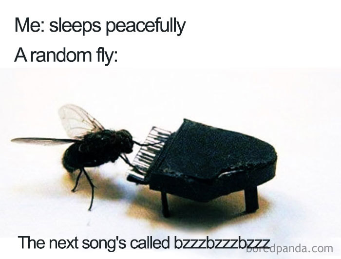 Fly playing tiny piano in a funny sleeping meme.
