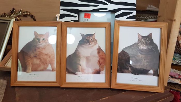 Vacationing In Tobermory, Ontario. On Display In A Tiny Old Church Turned Thrift Shop. The Fat Cat Collection