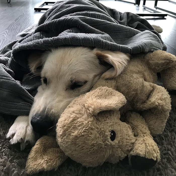 This Adorable Golden Retriever Can't Leave Home Without His Mini-Me Stuffed Toy This Adorable Golden Retriever Can't Leave Home Without His Mini-Me Stuffed Toy