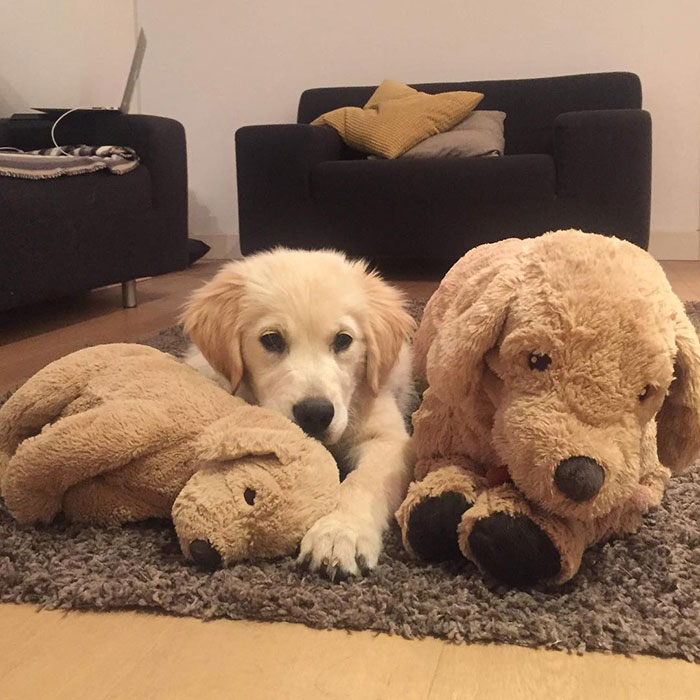 This Adorable Golden Retriever Can't Leave Home Without His Mini-Me Stuffed Toy